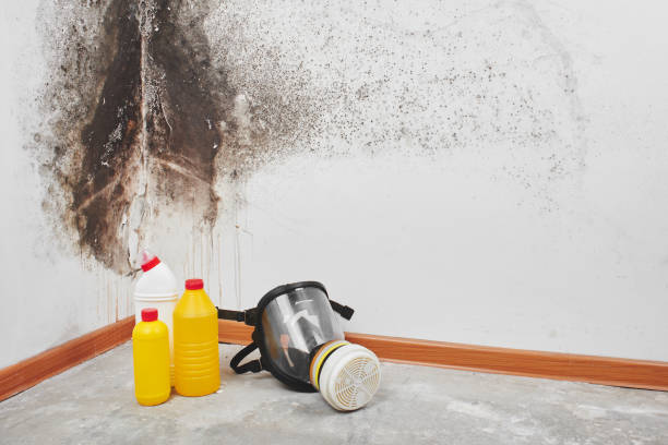 Best Attic Mold Remediation in Schulenburg, TX