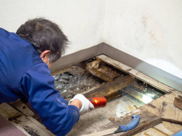 Best Bathroom Mold Remediation in Schulenburg, TX