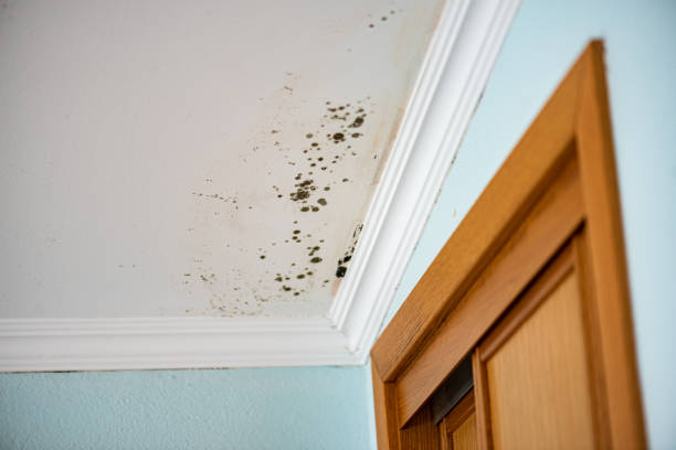 Best Commercial Mold Remediation in Schulenburg, TX