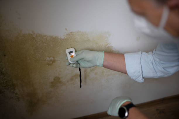 Best White Mold Remediation in Schulenburg, TX