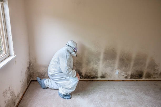 Best Basement Mold Remediation in Schulenburg, TX