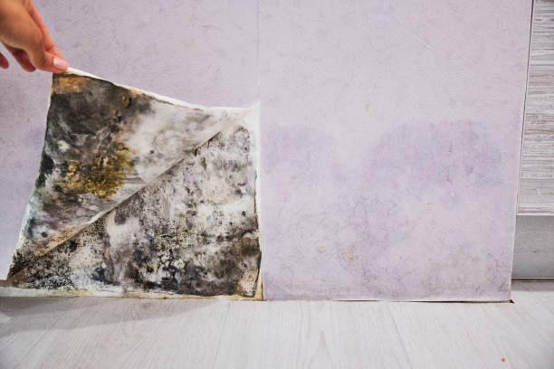 Best Post-Flood Mold Remediation in Schulenburg, TX